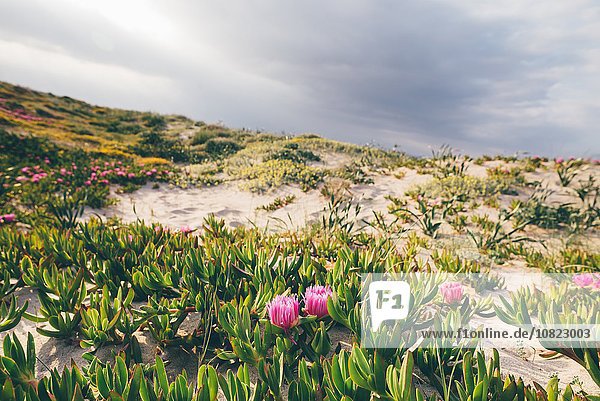 Rosa Wildblumen auf Sanddünen  Sorso  Sassari  Sardinien  Italien