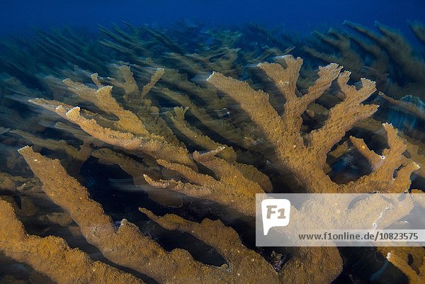 Healthy colony of elkhorn coral (Acropora palmata) at dusk  Cancun  Mexico