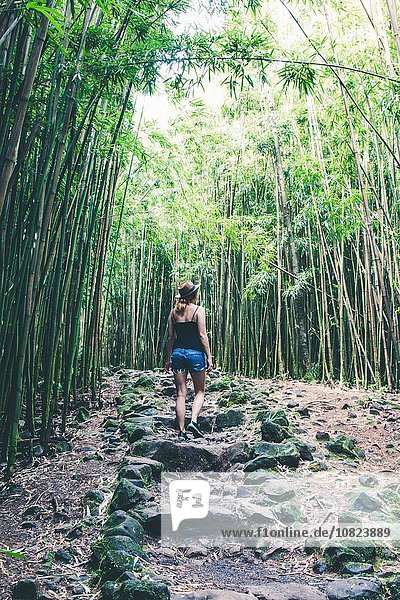 Rückansicht einer Touristin im Bambushain  Haleakala  Hawaii  USA