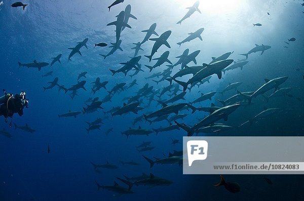 Taucher nähert sich einer großen Schule von Seidenhaien (Carcharhinus falciformis)  Roca Partida  Revillagigedo  Mexico