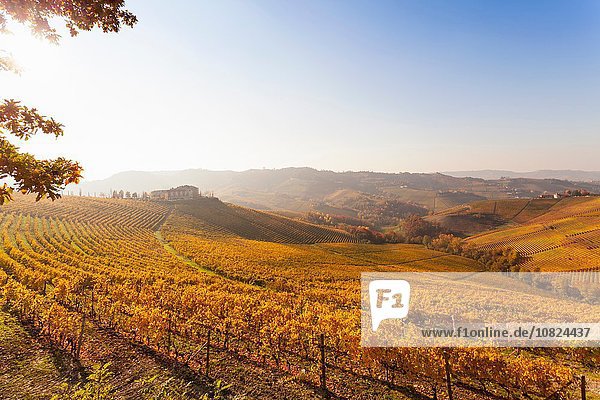 Landschaftsansicht mit herbstlichen Weinbergen bei Sonnenaufgang  Langhe  Piemont  Italien