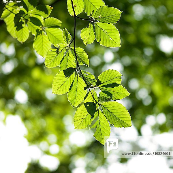 Buchenzweig aus grünen  sonnenbeschienenen Blättern