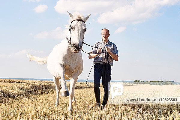 Mann trainiert Trabendes weißes Pferd im Feld