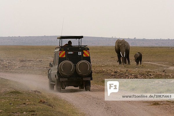 Safari vehicle by African elephants (Loxodonta africana)  Amboseli National Park  Kenya  Africa