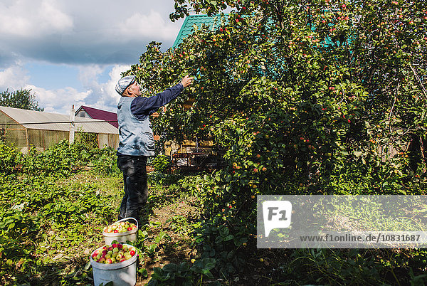 Kaukasischer Bauer pflückt Früchte im Garten