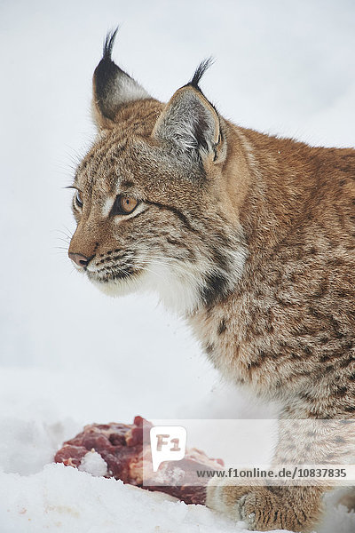 Luchs,  Lynx lynx,  Nationalpark Bayerischer Wald,  Bayern,  Deutschland,  Europa