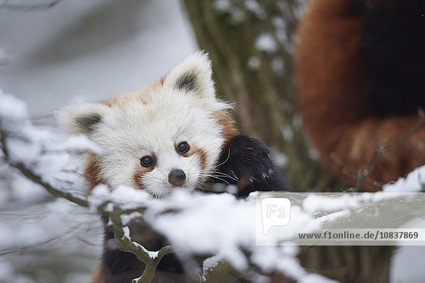 Kleiner Panda  Ailurus fulgens  im Schnee  Deutschland  Europa