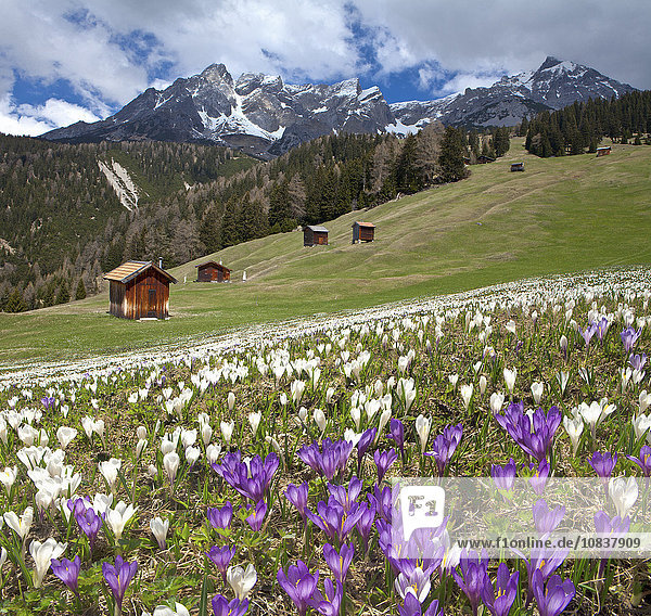 Almwiese mit Krokussen  Dawinalm  Lechtaler Alpen  Tirol  Österreich  Europa