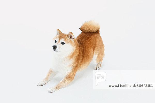 Shiba Inu
