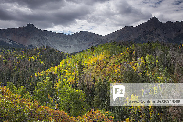 Grüne und gelbe Herbstbäume am Berghang  West Fork Dallas Creek  Colorado  USA