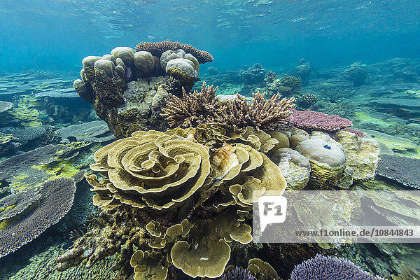 Unterwasser-Riff auf einer abgelegenen kleinen Insel in der Badas-Inselgruppe vor Borneo  Indonesien  Südostasien  Asien