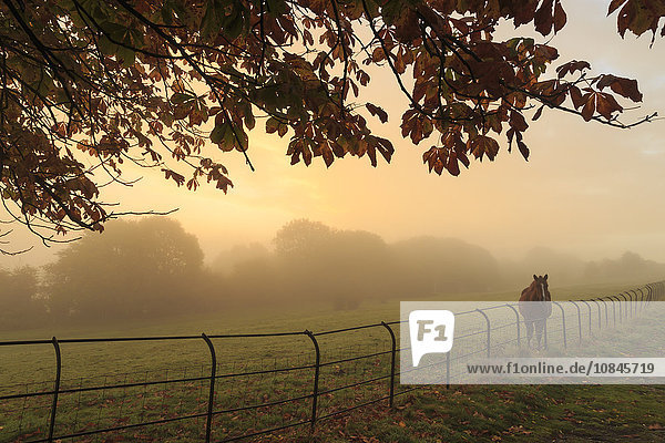 Distant horse in a field at sunrise on a foggy morning in autumn  High Tor  Matlock  Derbyshire Dales  Derbyshire  England  United Kingdom  Europe