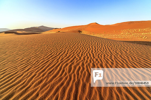 Getrocknete Pflanzen zwischen den vom Wind geformten Sanddünen  Deadvlei  Sossusvlei  Namib-Wüste  Namib-Naukluft-Nationalpark  Namibia  Afrika