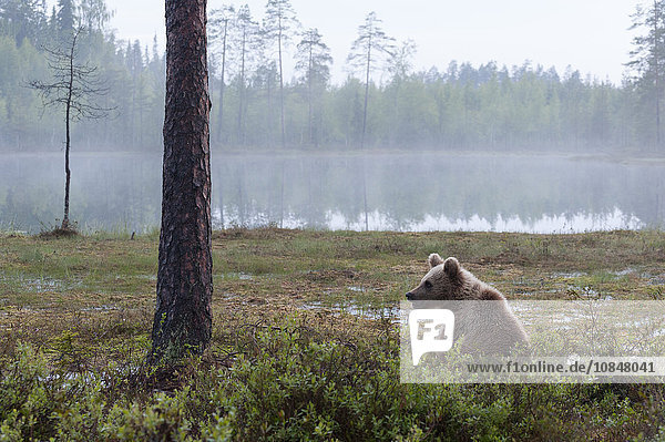 European brown bear (Ursus arctos)  Kuhmo  Finland  Scandinavia  Europe