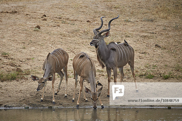 Großer Kudu (Tragelaphus strepsiceros) mit zwei trinkenden Rindern  Kruger National Park  Südafrika  Afrika