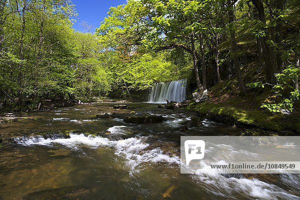 Sgwd Ddwli Uchaf  Wasserfall am Afon Nedd Fechan  bei Ystradfellte  Brecon Beacons  Nationalpark  Wales  Vereinigtes Königreich  Europa