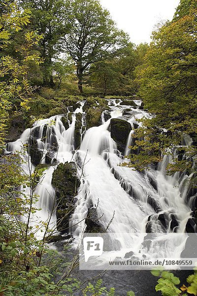 Swallow Falls in autumn  near Betwys-y-Coed  on River Llugwy  Conwy  Wales  United Kingdom  Europe