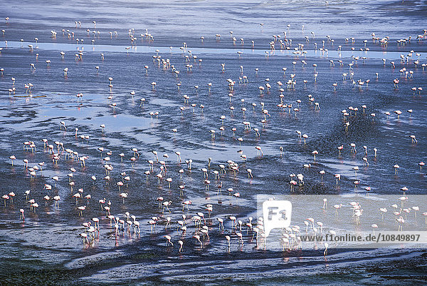 Tausende von Flamingos an der Laguna Colorada  einem Salzsee im Altiplano von Bolivien im Eduardo Avaroa Andean Fauna National Reserve  Bolivien  Südamerika