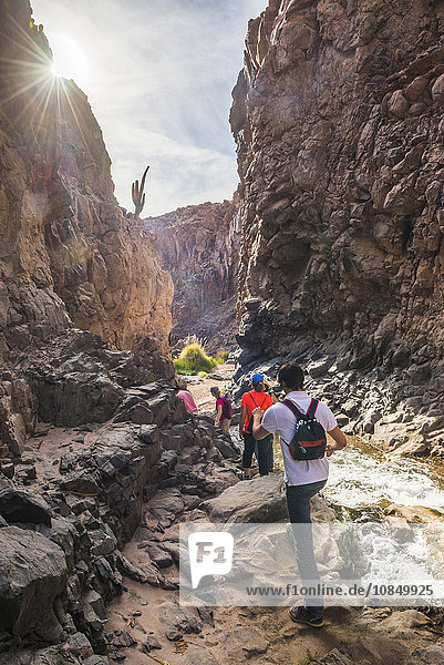 Trekking in Cactus Valley (Los Cardones Ravine)  Atacama Desert  North Chile  Chile  South America