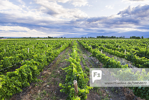 Weinberge der Bodega La Azul  einem Weingut im Uco-Tal (Valle de Uco)  einer Weinregion in der Provinz Mendoza  Argentinien  Südamerika