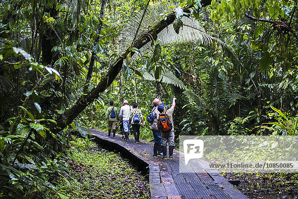 Amazonas-Dschungel-Wanderweg in der Sacha Lodge  Coca  Ecuador  Südamerika