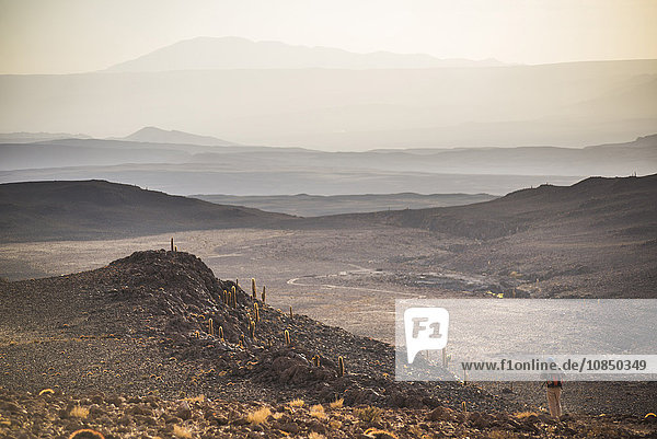 Trekking at sunset in Cactus Valley (Los Cardones Ravine)  Atacama Desert  North Chile  South America
