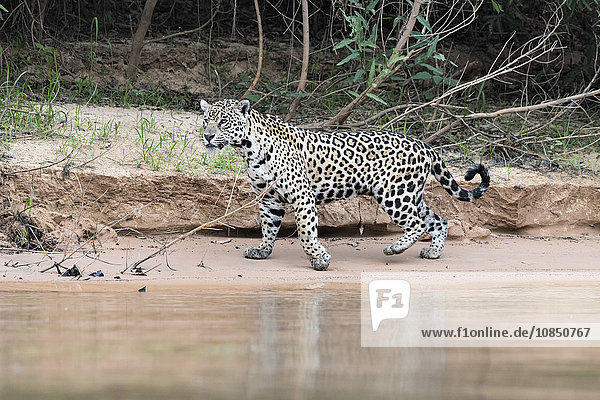 Jaguar (Panthera onca) an einem Flussufer  Cuiaba-Fluss  Pantanal  Mato Grosso  Brasilien  Südamerika