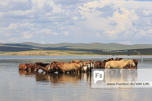 Eine Herde von Pferden und Fohlen kühlt sich im Sommer in einem See ab  Arkhangai  Zentralmongolei  Zentralasien  Asien