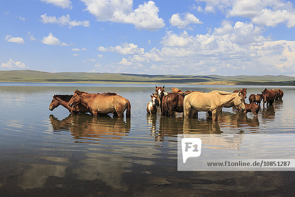 Eine Herde von Pferden und Fohlen kühlt sich im Sommer in einem See ab  Arkhangai  Zentralmongolei  Zentralasien  Asien