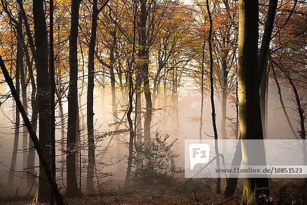 Ascending fog bank mixing in with warm afternoon sunlight in a forest  Heidelberg area  Baden-Wurttemberg  Germany  Europe