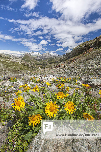 Gelbe Blumen umrahmen die Landschaft um den Grevasalvas-See  Engadin  Kanton Graubünden  Schweiz  Europa