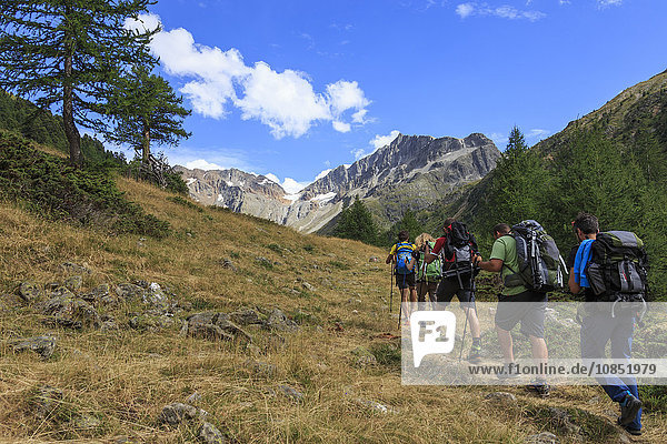 A group of hikers walking in the woods before reaching the peak  Minor Valley  High Valtellina  Livigno  Lombardy  Italy  Europe
