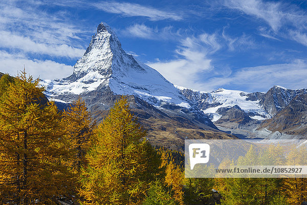 Matterhorn und Lärchenwald im Herbst  Wallis  Schweizer Alpen  Schweiz  Europa