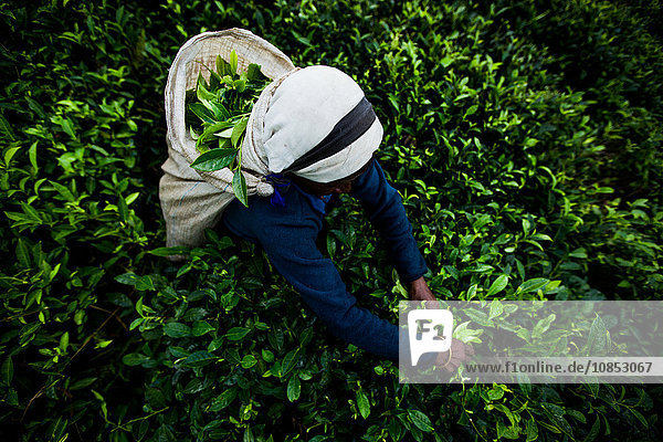 Tea picker  Haputale  Sri Lanka  Asia