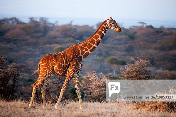 Giraffe  Kenya  East Africa  Africa