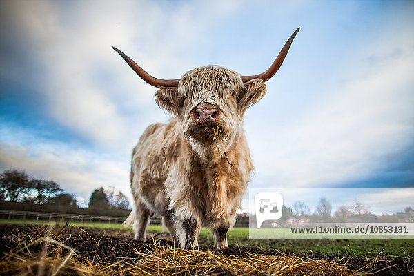 Highland cattle (Bos taurus)  Gloucestershire  England  United Kingdom  Europe