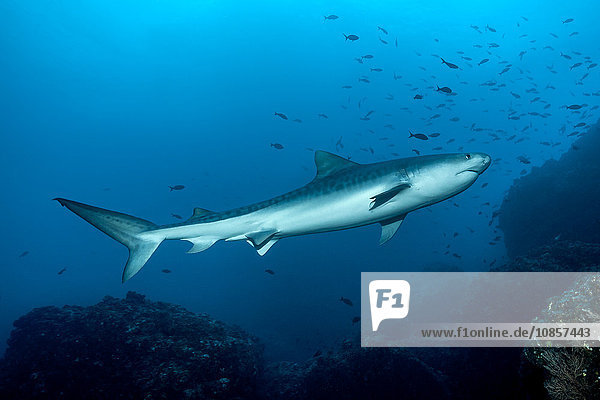 Tiger shark  Galeocerdo cuvier  Cocos Island  Costa Rica  Central America  America