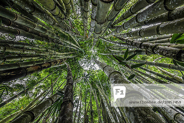 Bambus  Drake Bay  Costa Rica  Mittelamerika  Amerika