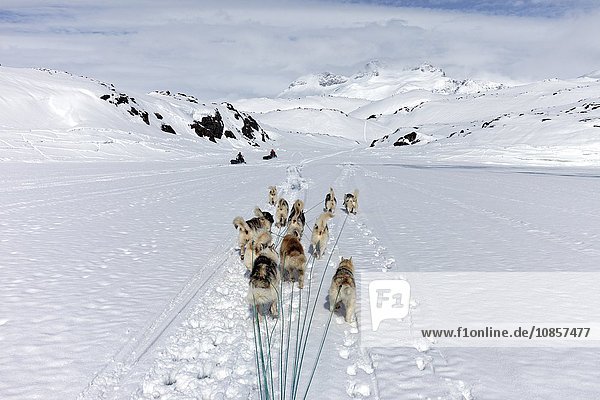 Schlittenhunde  Grönland  Europa