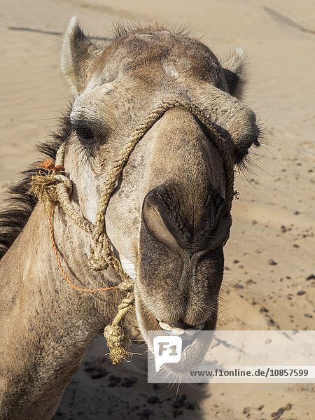 Camel at beach  Essaouira  Morocco  Noth Africa  Africa