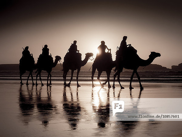 Kamelreiter am Strand  Essaouira  Marokko  Nordafrika  Afrika