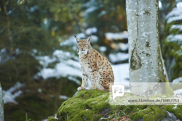 Luchs  lynx lynx  Nationalpark Bayerischer Wald  Bayern  Deutschland  Europa