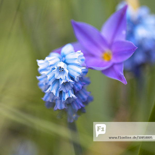 Nahaufnahme von bluebell und lila ipheon starflower