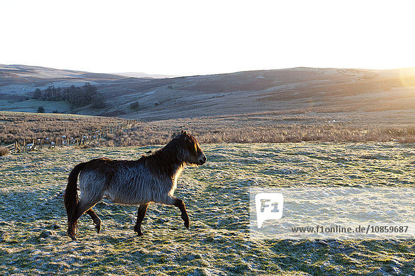 Welsh-Pony  Mynydd Epynt  Powys  Wales  Großbritannien  Europa