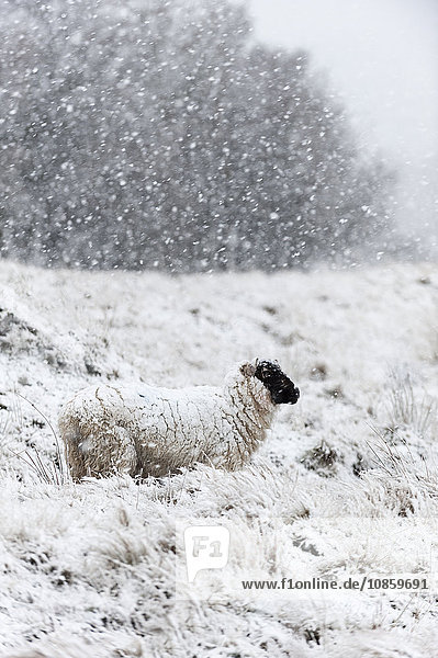 Schaf in einer Winterlandschaft,  Mynydd Epynt,  Powys,  Wales,  Großbritannien,  Europa