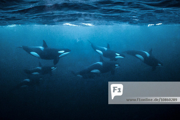Grouppe von Schwertwalen  Orcinus orca  schwimmen unter Wasser  nahe Andenes  Andoya  Norwegen  Europa