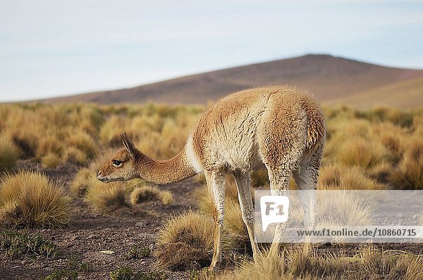 Guanaco (Lama guanicoe) San Pedro de Atacama  Chile