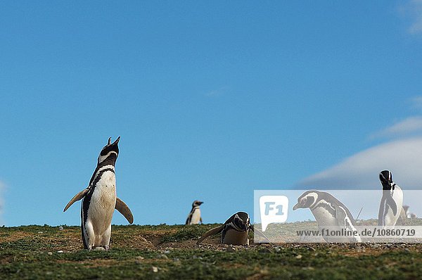Magellan-Pinguine (Spheniscus magellanicus) Insel Magdalena  Punta Arenas  Chile