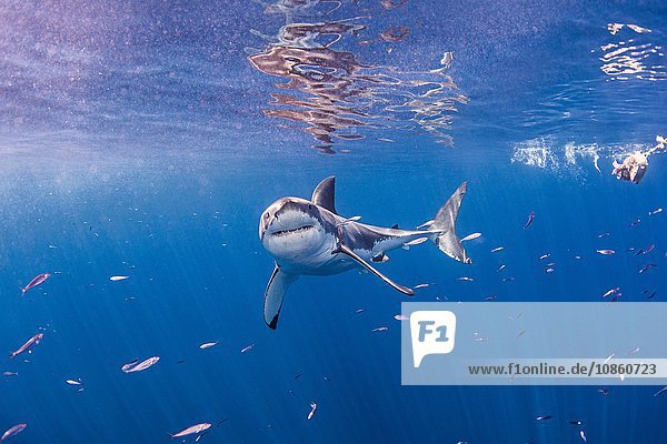 Unterwasser-Frontansicht des Weißen Haies mit Blick in die Kamera