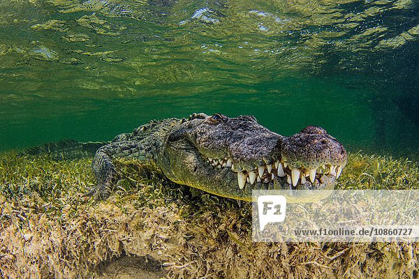 Unterwasser-Ansicht Amerikanisches Krokodil auf dem Meeresboden